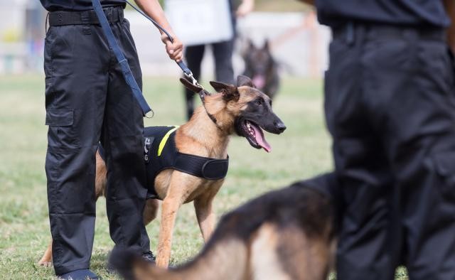 警犬在工作，流浪狗跑来搭讪，警犬：七夕谈个恋爱怎么了