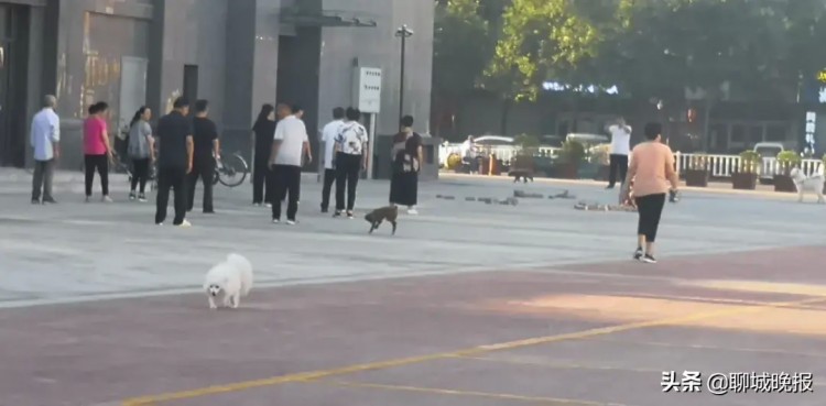 聊城公布大型犬只禁养标准及犬只名录