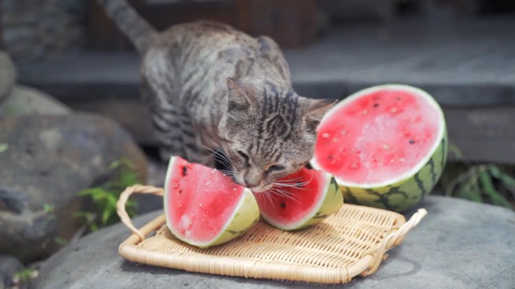 猫咪除了喂猫粮还可以喂这10种蔬果它会更健康！