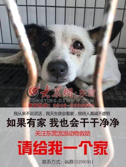 东营网友组建流浪猫狗之家完善流浪猫狗救助流程