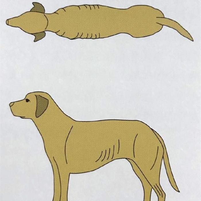 辟谣狗狗并非皮包骨头才算营养不良关键要从体况评分进行考量
