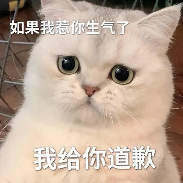 长时间养猫才明白，猫这些行为都是“道歉”，我误会了！