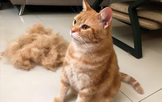 为什么橘猫弃养率这么高网友：养了就想换猫了