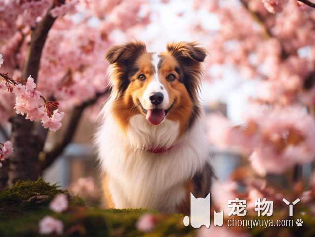 金毛犬的理想身高？