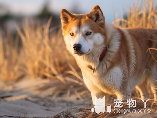 狗狗肠胃太差怎么办？做好这几点，帮助恢复肠道健康