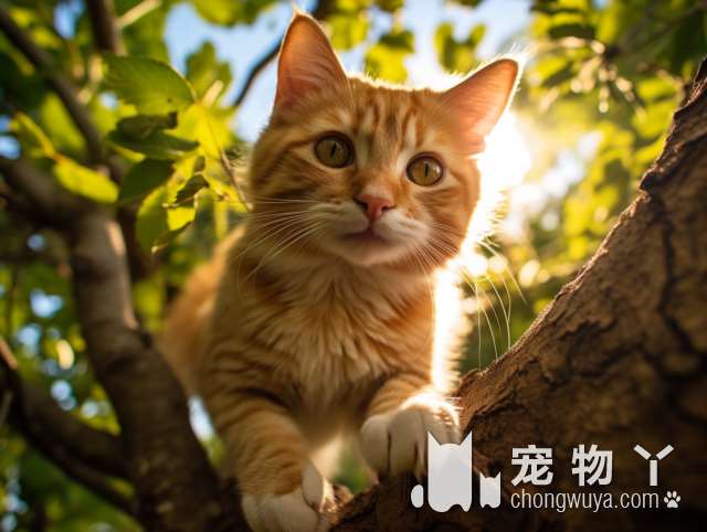 深圳KittyComing小猫来了：养猫新手必看!