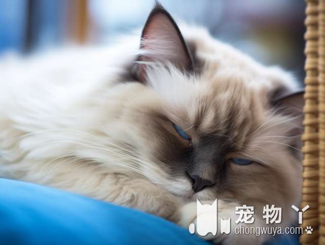 猫为什么那么可爱？来听听喵星人的解释！